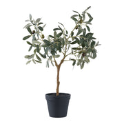 Olive Tree