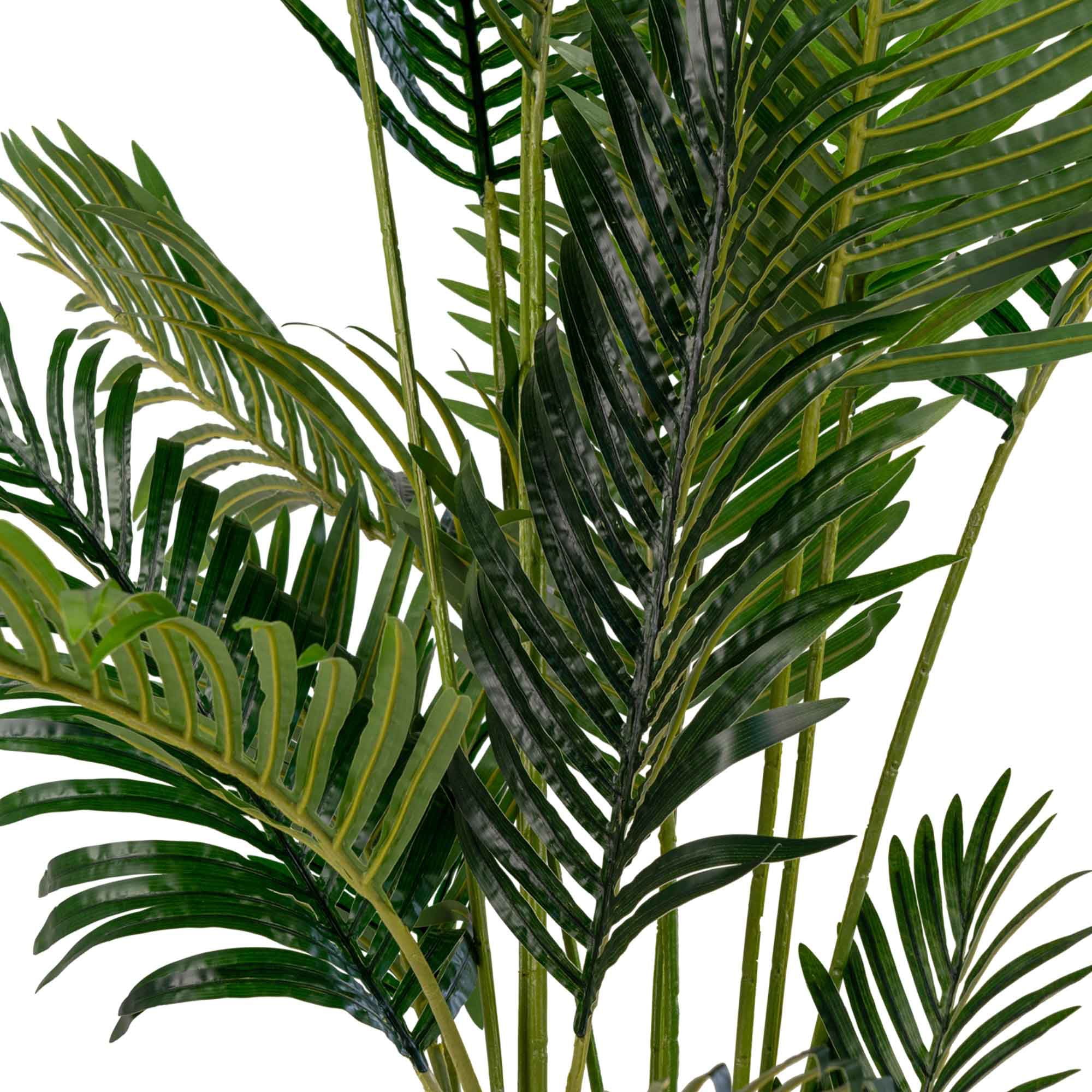 Areca Palm