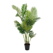 Areca Palm