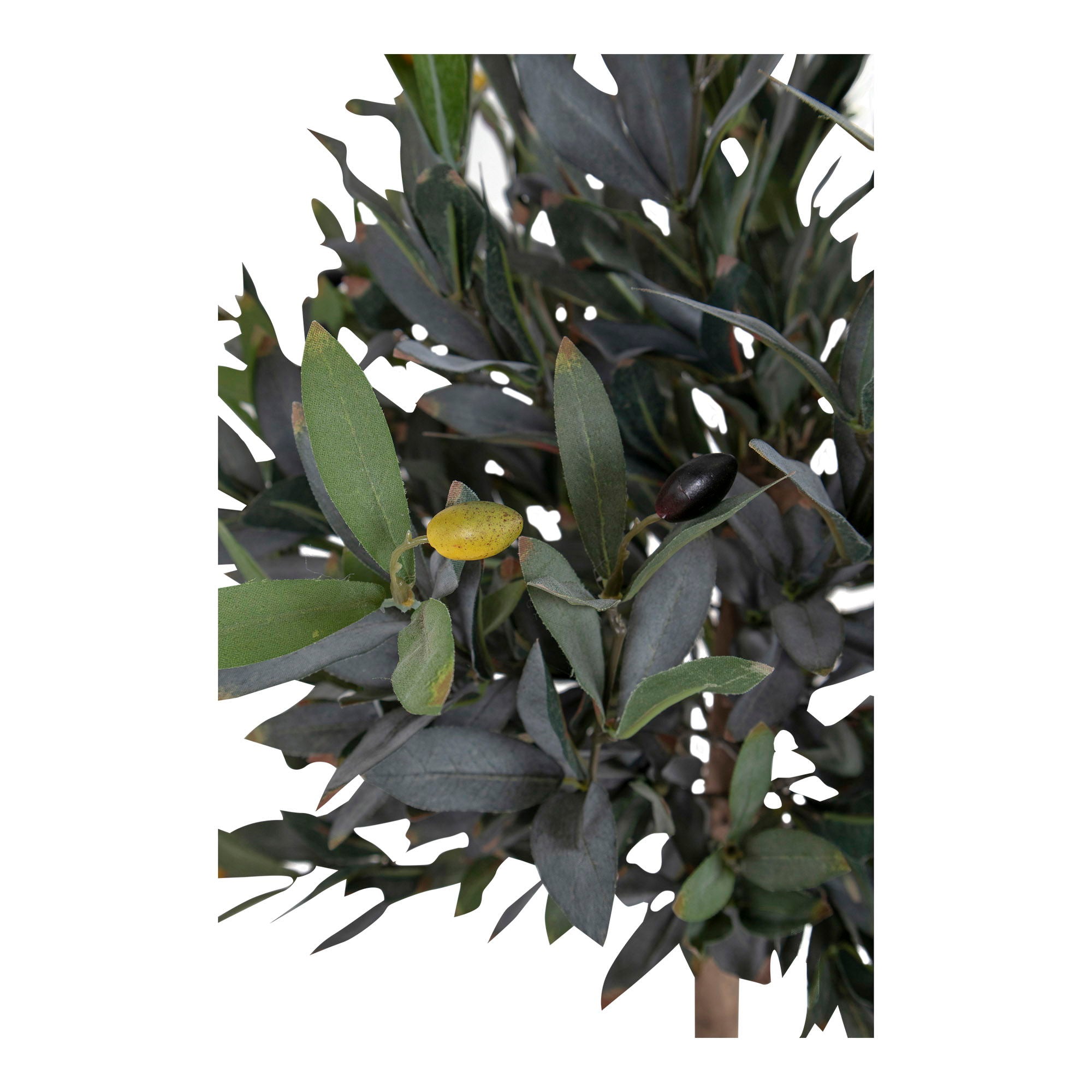 Olive Tree