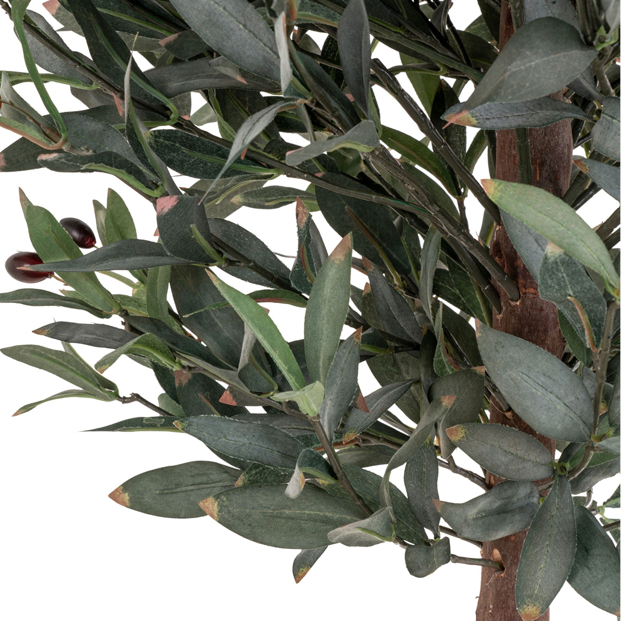 Olive Tree